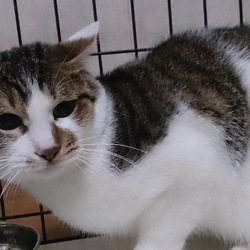 「めかぶの奇跡」サムネイル3