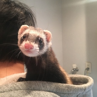 里親さん募集します！