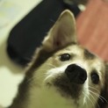 優しい方引き取って頂けますか