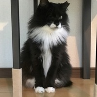 ササミ