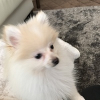 こむぎ