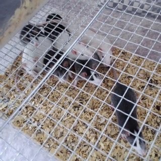 ファンシーラット里親募集！