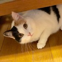 純和風美人の風花ちゃん。