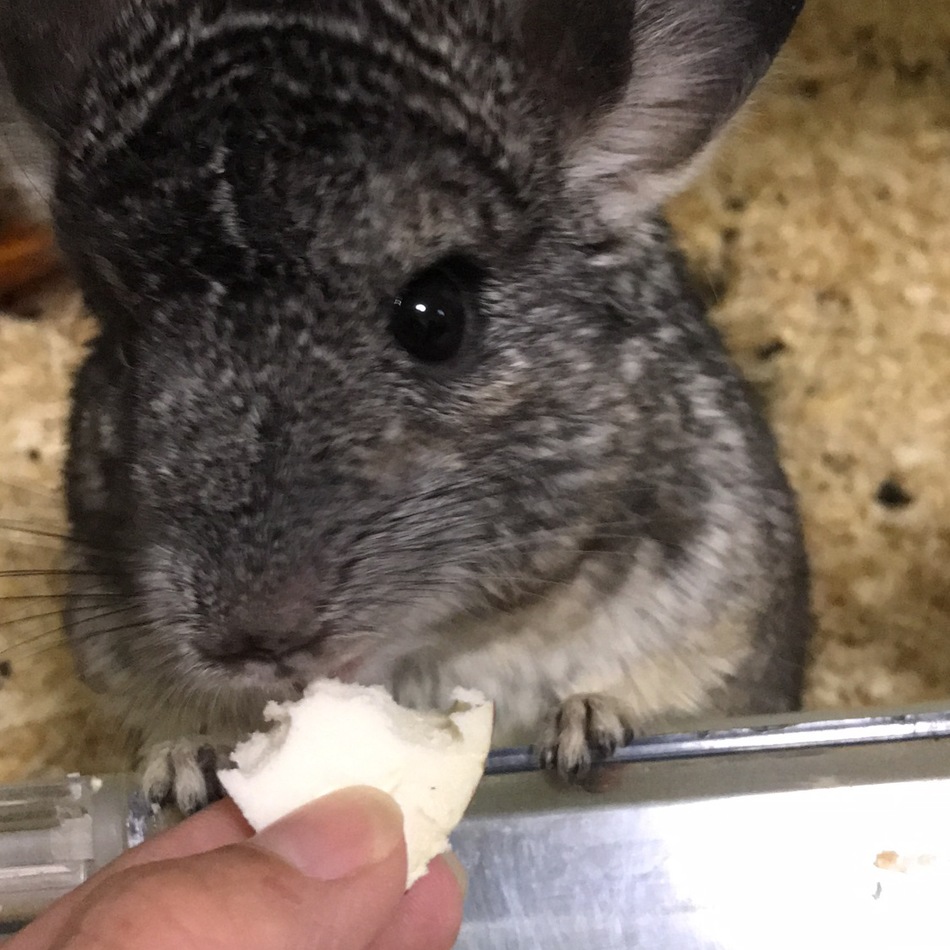 ちろちゃんのカバー写真
