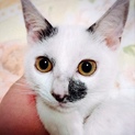 約4ヶ月　お目目パッチリ白黒猫☆みゅう☆