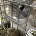 2歳の可愛いウサギちゃんです！！
