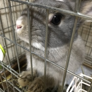 2歳の可愛いウサギちゃんです！！