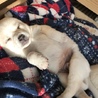 大福きなこ
