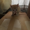 里親を探しています。