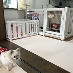 ミスター、みくのおうち