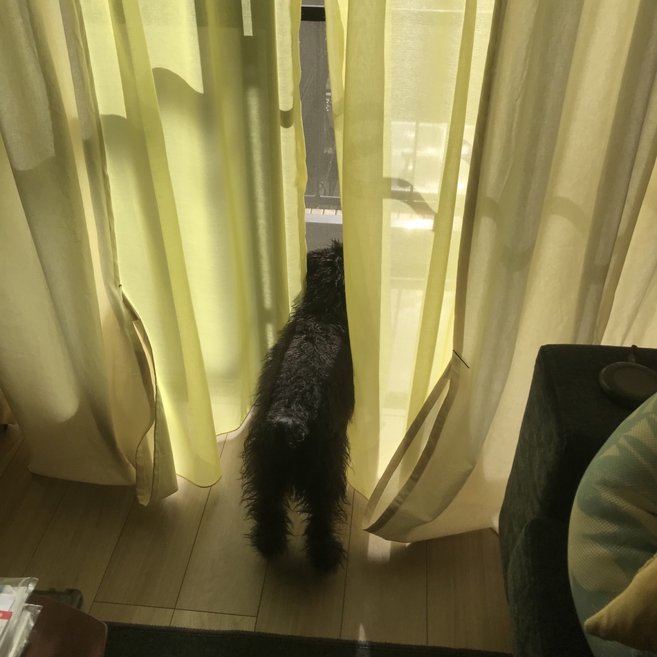 シュヴァルツのカバー写真