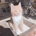 急ぎです！子猫保護してます！