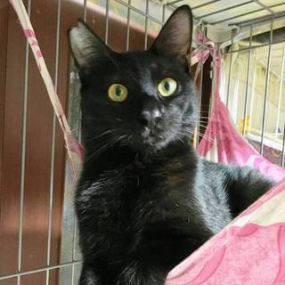 【くしかつ】おかげさまで里親様が決まりました！