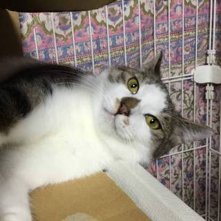 【やかん】おかげ様で里親さまが決まりました！