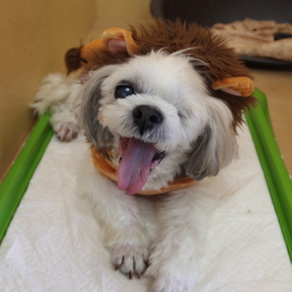 ヴァルゴちゃん♀　推定9才