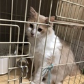 美猫の茶ママ