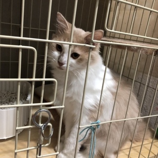 美猫の茶ママ