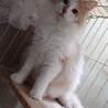 美猫の茶ママ サムネイル2