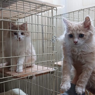 もう君 生後半年 1キロ