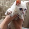 大福