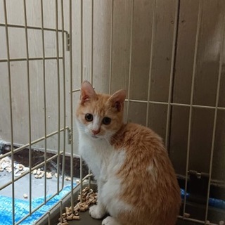 トライアル予定あり一旦終了大豆くん