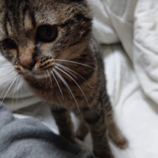 たまご