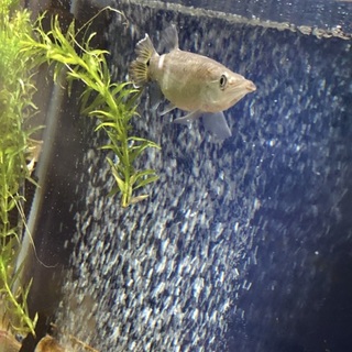 ブランドノーズガー