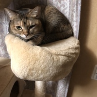 ここな