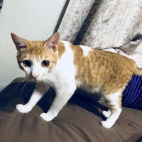 とら
