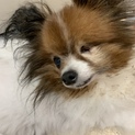 パピヨン メス 7歳