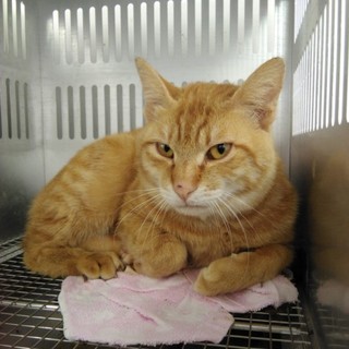 明日の朝に収容期限を迎えます。1/21朝迄