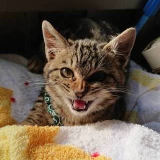 アメショーの男の子、愛想の良い子です！     