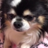 ビビ