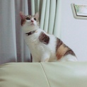猫の里親募集！トイレ完璧な子です！急募！！