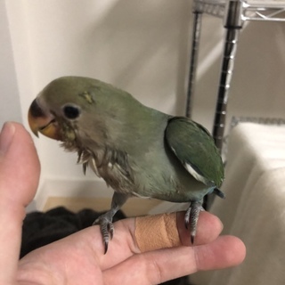 【里親決定】コザクラインコ雛(ブルーチェリー)