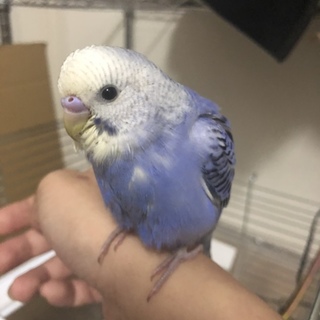 セキセイインコ中雛(バイオレット)