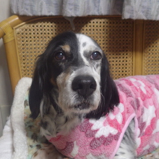 美しく穏やかな♀セッター トライアル予定です。