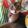 せつみん