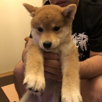 大吉