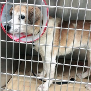 とっても穏やかな可愛い子です！