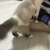 白いパンツ柄