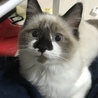 おやつがほしい
