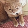 なでて