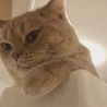 撮らないで〜