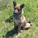 番犬ワンちゃんの里親さん募集