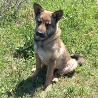 番犬ワンちゃんの里親さん募集