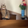の写真