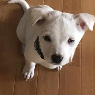 （仮名）こまめ君 男の子