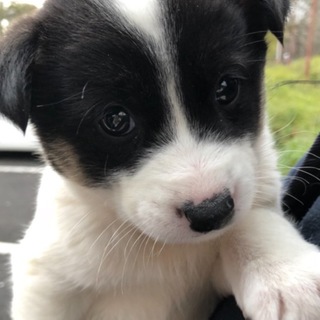 【保健所引き出し】カワイイ子犬です❣️