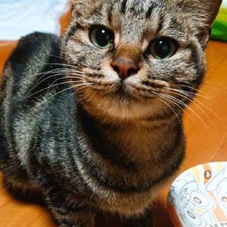 アメショのハーフ可愛い女の子です。お見合い交渉中